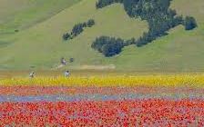 CASTELLUCCIO DI NORCIA FIORITURA DELLE LENTICCHIE DAL 9 ALL'11 LUGLIO 2025