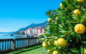 LAGO MAGGIORE FIORITURA DEI TULIPANI DAL 5 AL 6 APRILE 2025