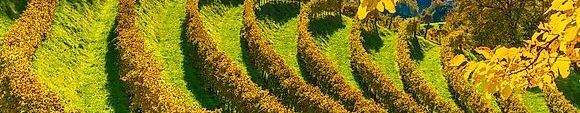 Banner IL FOLIAGE NELLE COLLINE DEL PROSECCO DALL'1 AL 3 NOVEMBRE 2026
