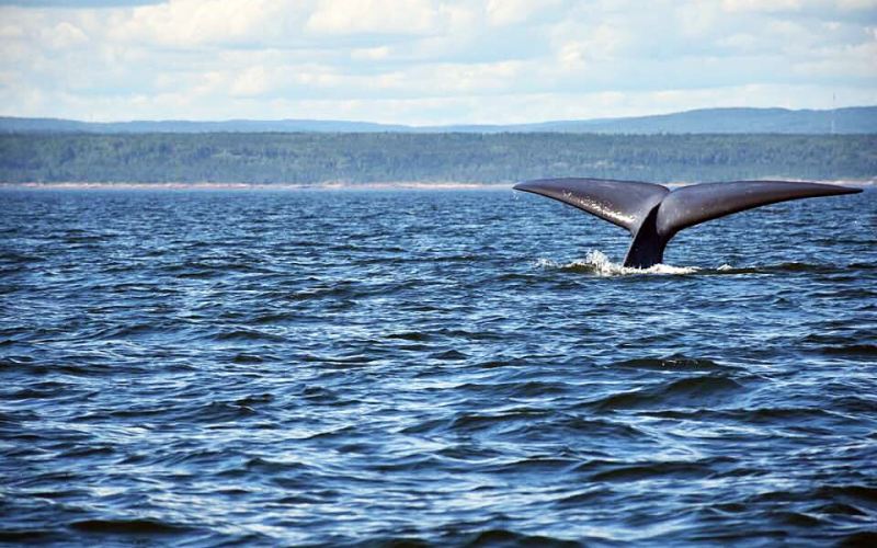 Controtendenza Viaggi 53